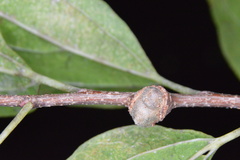 Pachypsylla celtidisgemma