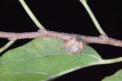 Pachypsylla celtidisgemma