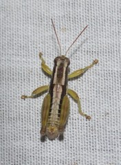 Paraidemona olsoni