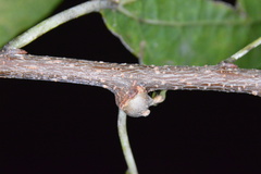 Pachypsylla celtidisgemma