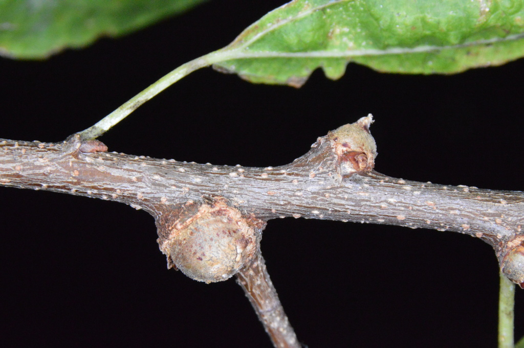 Hackberry Bud Gall Psyllid