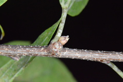 Pachypsylla celtidisgemma