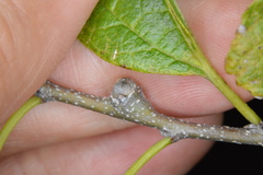 Pachypsylla celtidisgemma