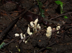 Cordyceps cranstounii