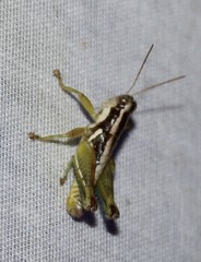 Paraidemona olsoni