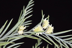 Taxodiomyia