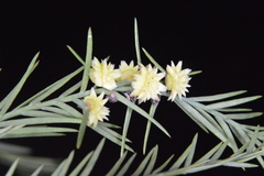 Taxodiomyia