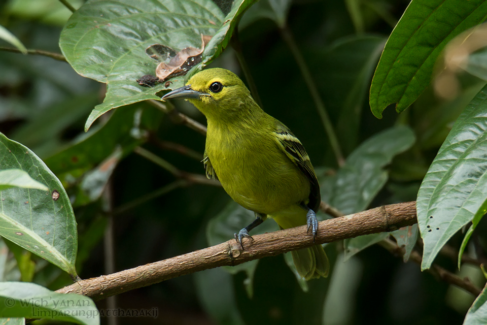Green Iora