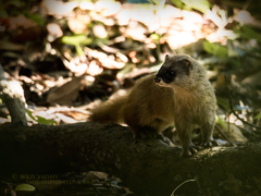Japanese Weasel photo 1