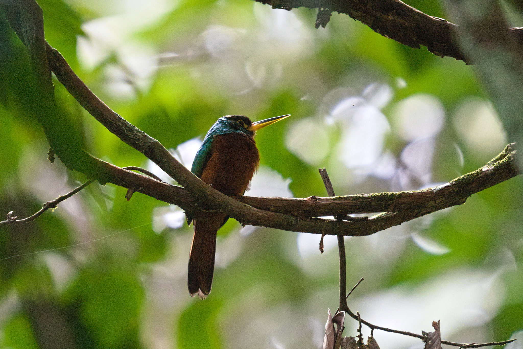 Yellow-billed Jacamar (Galbula albirostris), photo 10