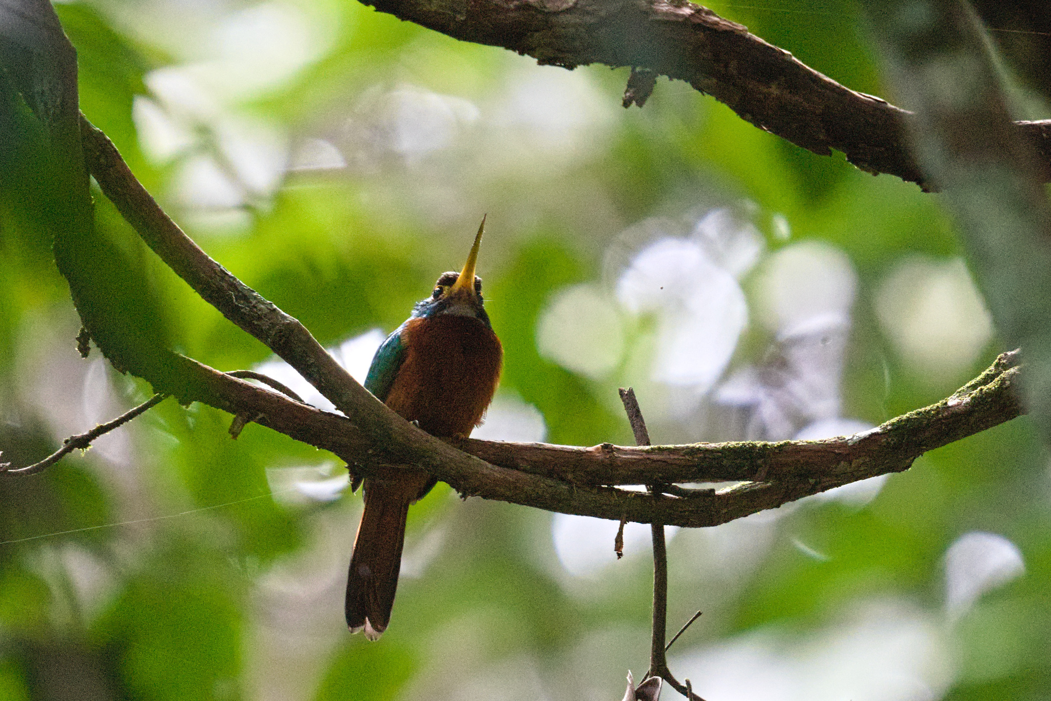 Yellow-billed Jacamar (Galbula albirostris), photo 9