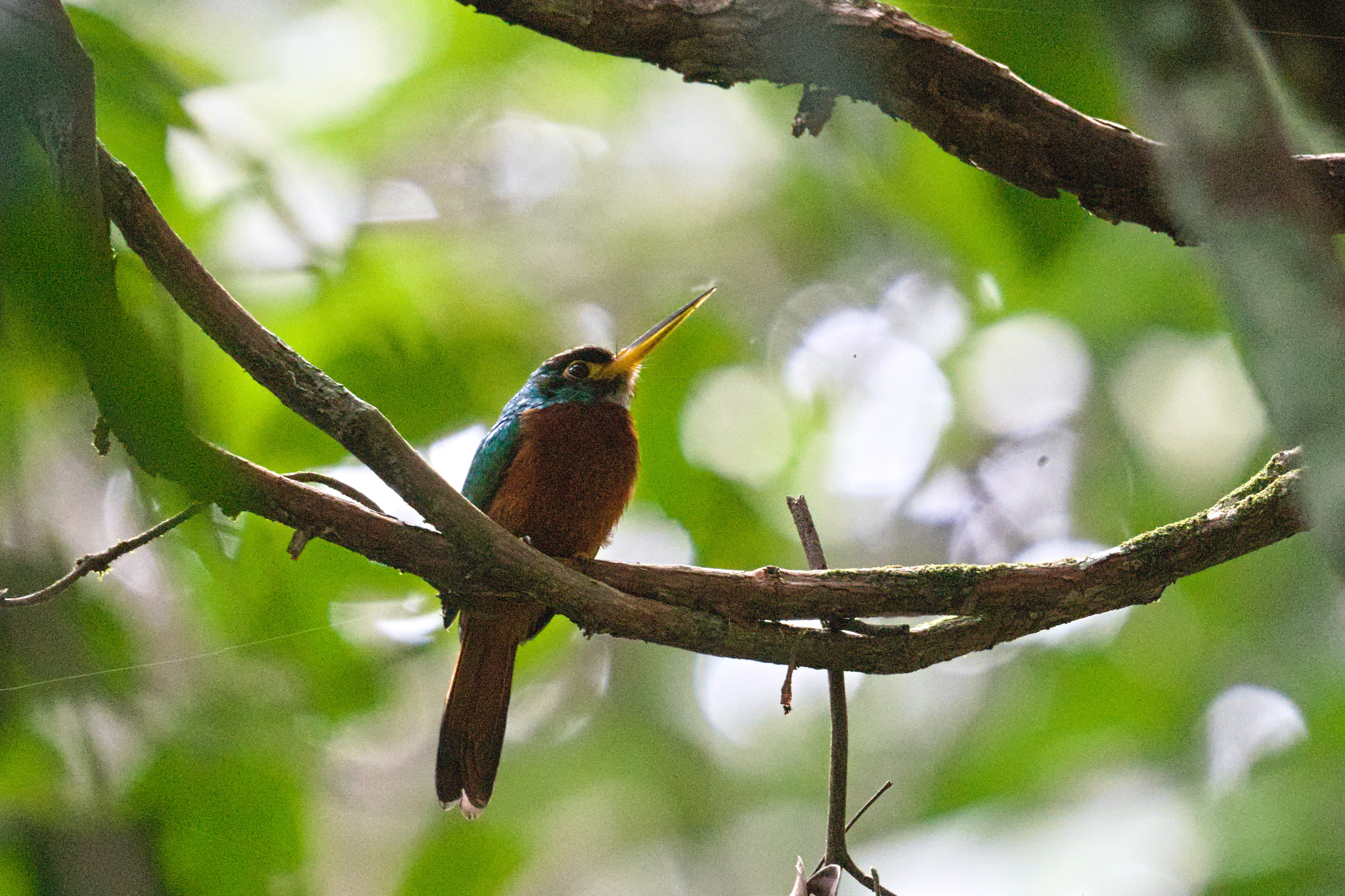 Yellow-billed Jacamar (Galbula albirostris), photo 8