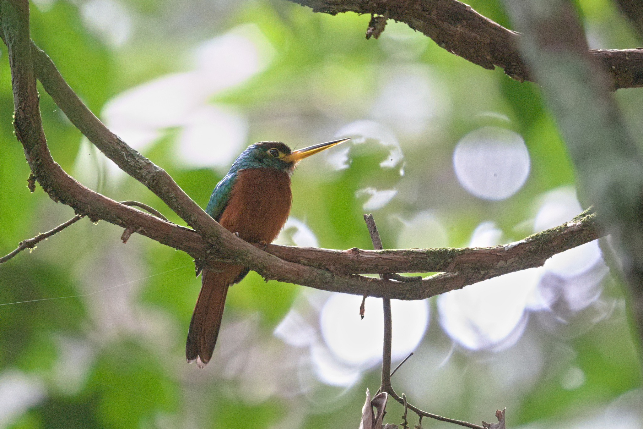 Yellow-billed Jacamar (Galbula albirostris), photo 6