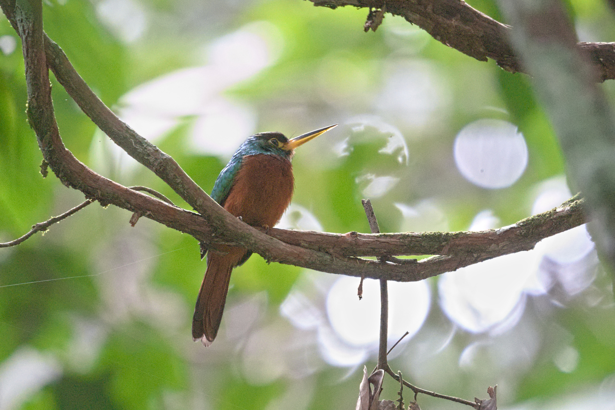 Yellow-billed Jacamar (Galbula albirostris), photo 7
