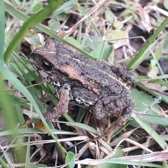 Incilius bocourti