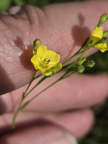 Sandplain flax (Linum intercursum)