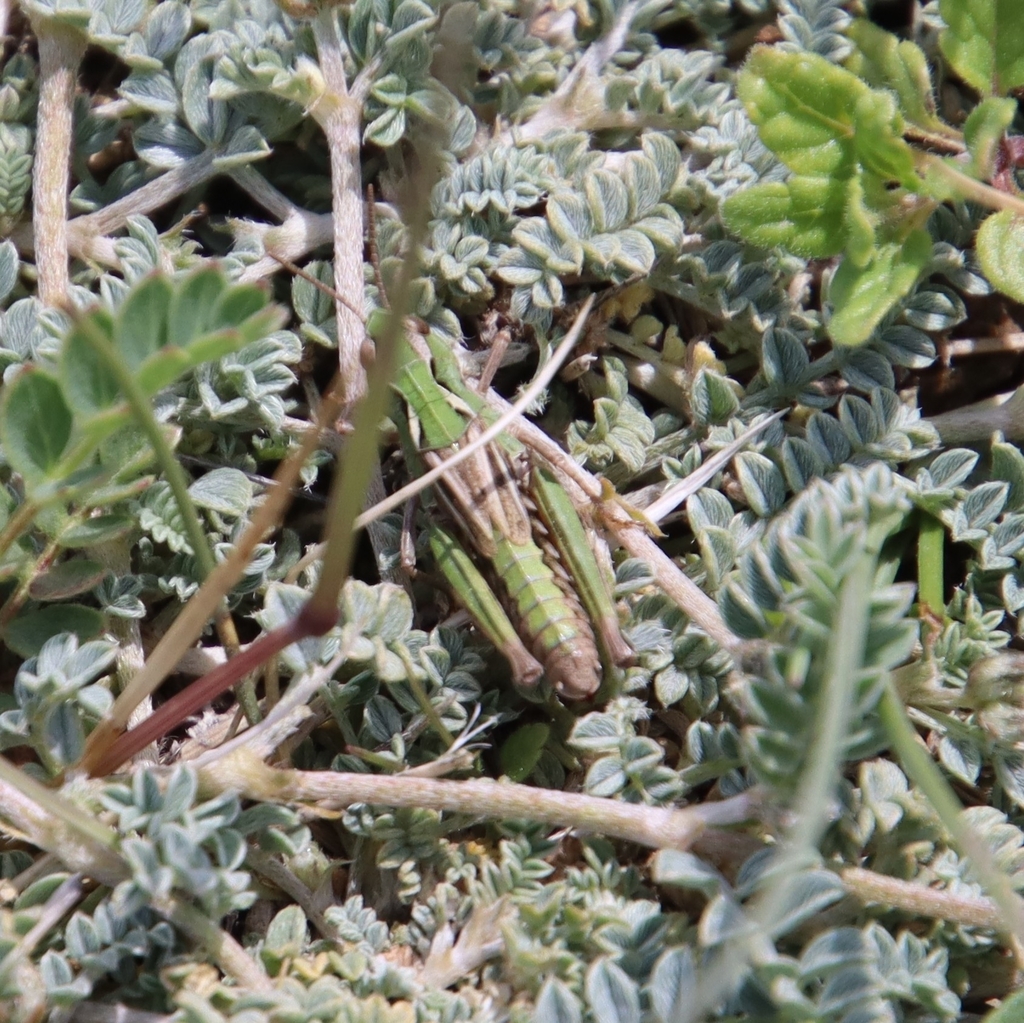 Chorthippus tianshanicus