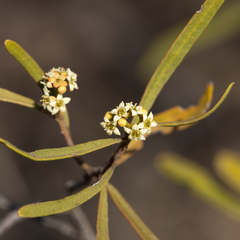 Geijera linearifolia