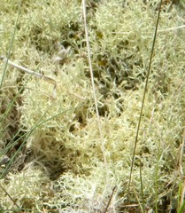 Cladonia arbuscula mitis