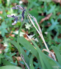 Iris foetidissima