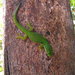 Peacock Day Gecko - Photo (c) Arthur Chapman, some rights reserved (CC BY-NC-SA)