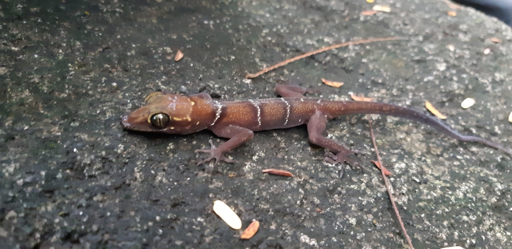 Grismer's Bent-Toed Gecko