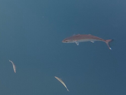 Rastrelliger kanagurta