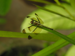 Neurothemis tullia