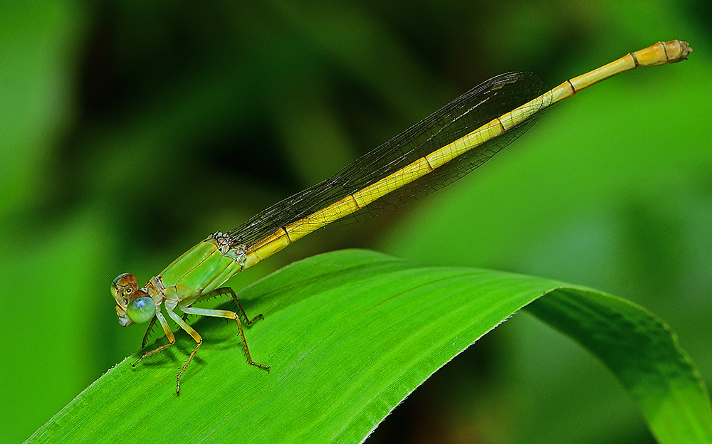 Coromandel Marsh Dart