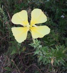 Oenothera jamesii