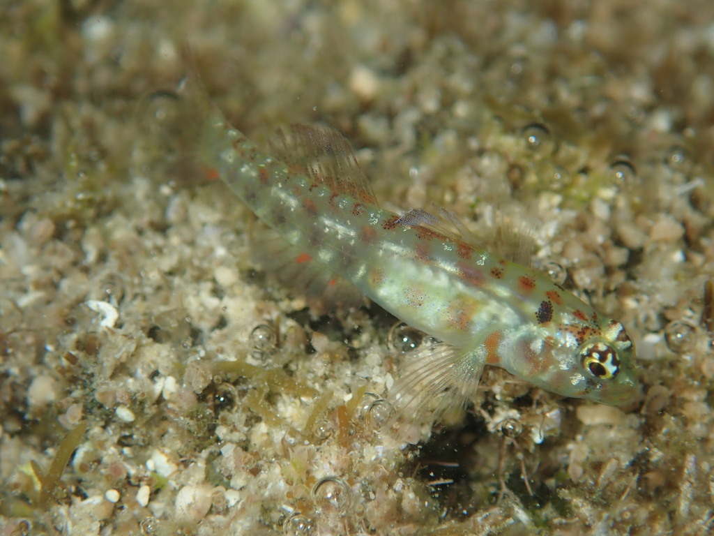 Smaragdus Pygmy Goby