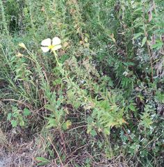 Oenothera jamesii