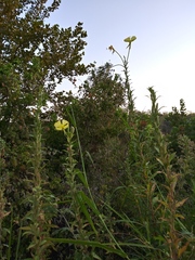 Oenothera jamesii