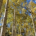 Trembling Aspen - Photo (c) Steve Wagner, some rights reserved (CC BY-NC), uploaded by Steve Wagner