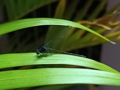 Onychargia atrocyana
