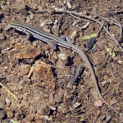 Desert Grassland Whiptail photo 3
