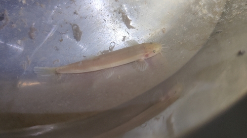Flathead loach (Oreonectes platycephalus) — Nemacheilidae — 5
