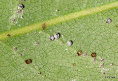 Euthoracaphis umbellulariae