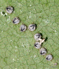 Euthoracaphis umbellulariae