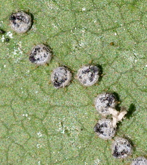 Euthoracaphis umbellulariae