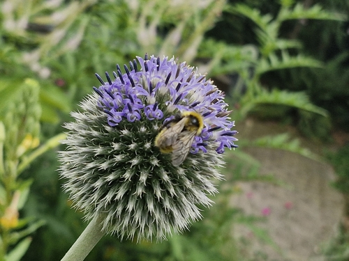 Field Cuckoo Bumble bee, 4761 AD Zevenbergen, Nederland, photo 6 of 10