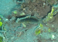Bluespot Shrimpgoby photo 3
