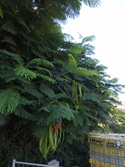 Delonix regia
