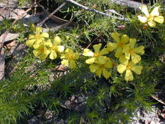 Hibbertia prostrata