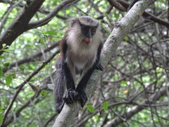 Cercopithecus mona