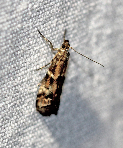 Brower's Vitula Moth photo 3