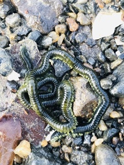 Eulalia microphylla