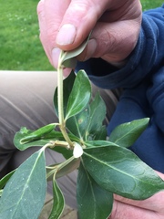Olearia traversiorum