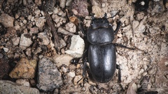 Serrognathus titanus