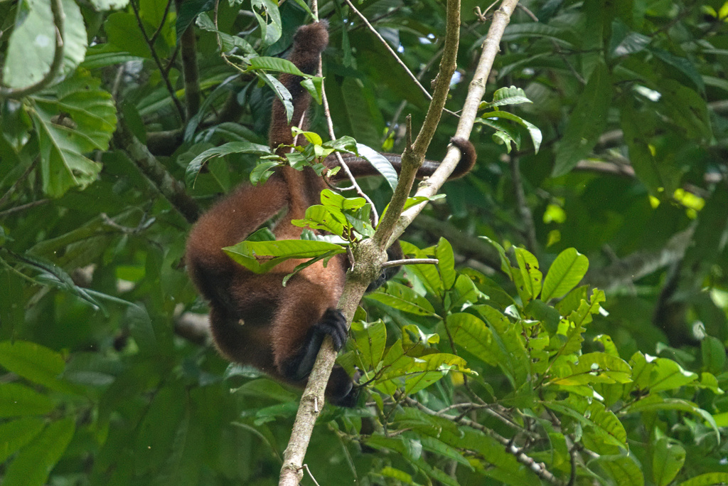 Poeppig's Woolly Monkey